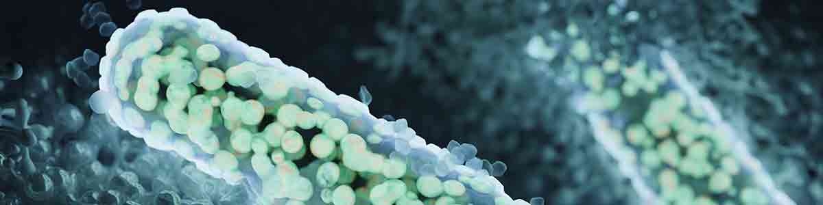 Visão microscópica de bactérias em forma de bastonete nas cores verde-claro e branco sobre fundo azul-esverdeado escuro, apresentando estruturas celulares detalhadas.