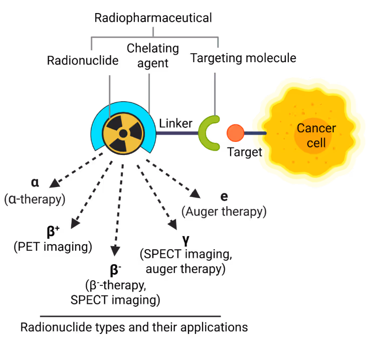 Diagram of a radiopharmaceutical with radionuclide, chelator, and targeting molecule aiming at a cancer cell, emitting α, β+, β-, γ, and e particles for therapy and imaging (PET, SPECT).