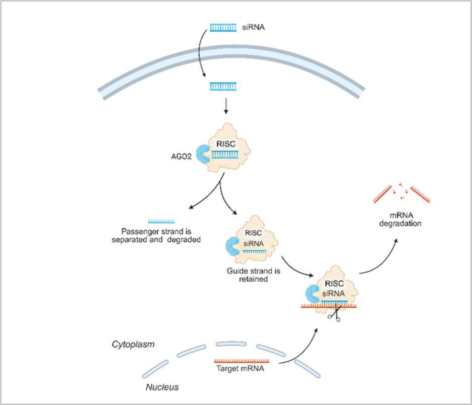 Mecanismo de silenciamiento génico mediante ARNip. AGO2: Argonaute 2; RISC: complejo de silenciamiento inducido por ARN. Esquema creado con Biorender.com.