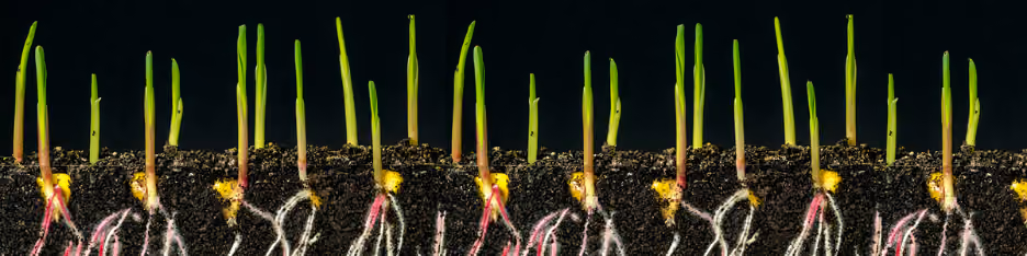 CRISPR-edited agriculture unlocking drought-tolerant crops for food security