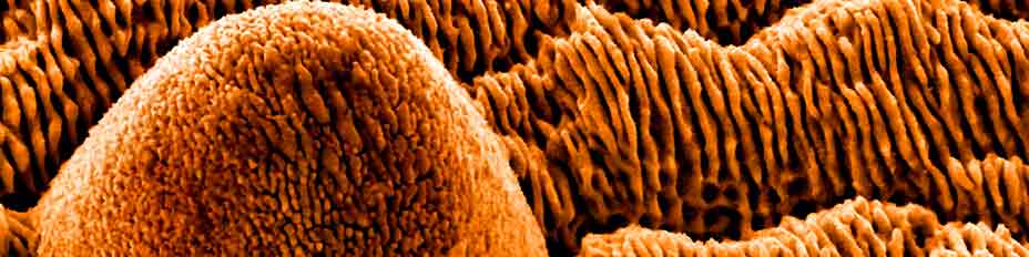 Visão computacional