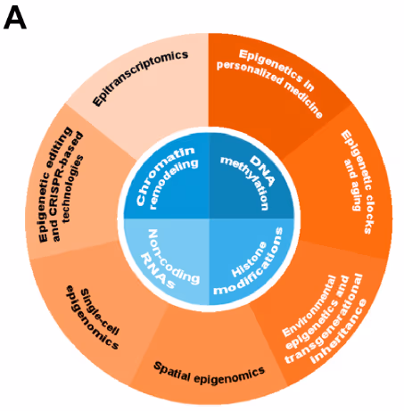 Circular diagram showing epigenetics research landscape with core mechanisms (center, blue): DNA methylation, histone modifications, non-coding RNAs, and chromatin remodeling; surrounded by emerging areas (orange): personalized medicine, aging, environmental epigenetics, spatial/single-cell epigenomics, and CRISPR-based editing.