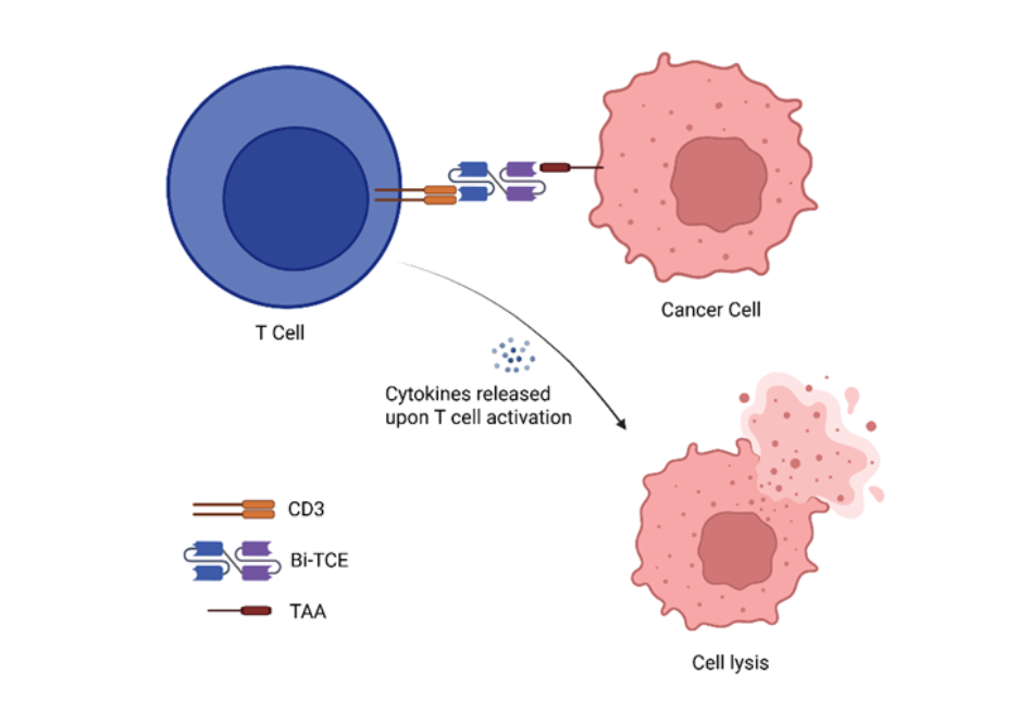 Diagram showing a T cell binding to a cancer cell through a bispecific T‑cell engager (Bi‑TCE) connecting CD3 on the T cell to a tumor‑associated antigen on the cancer cell. Cytokine release triggers cancer‑cell destruction, illustrated as cell lysis.