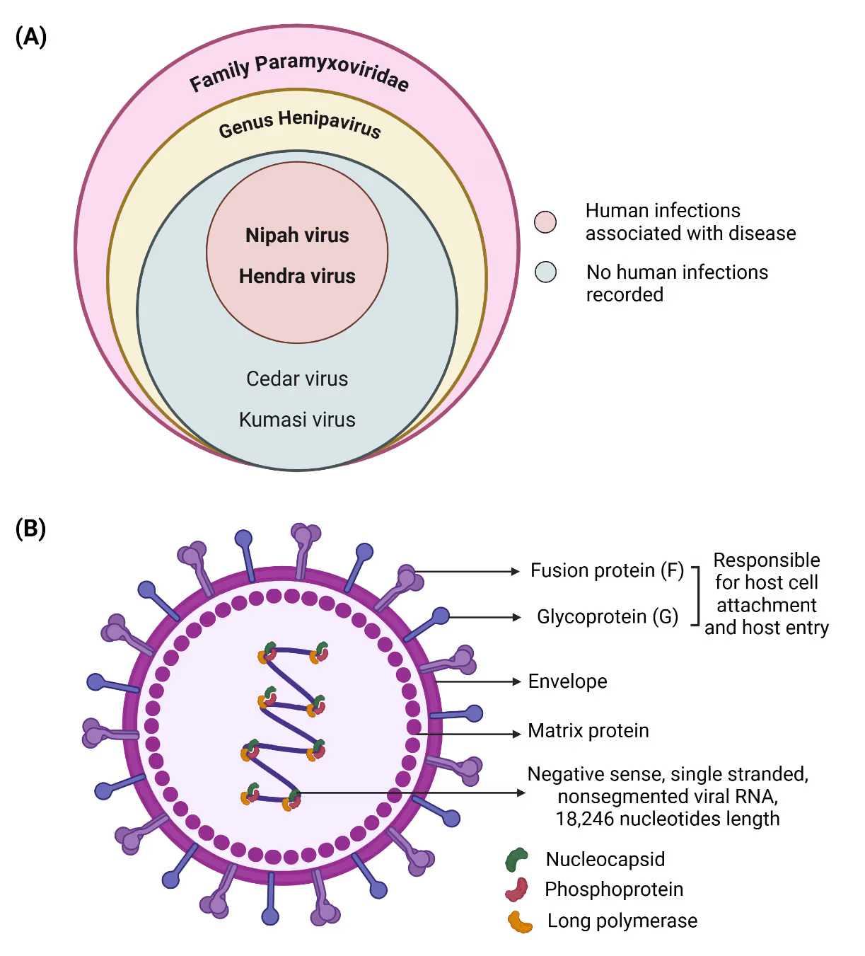 Two figures:  Panel A: Circular diagram showing the Paramyxoviridae family, Henipavirus genus, and four viruses. Nipah and Hendra appear in an inner circle indicating human disease, while Cedar and Kumasi sit in an outer circle indicating no known human infections.  Panel B: Illustration of Nipah virus structure showing a spherical envelope with surface fusion and glycoprotein spikes, matrix layer, and internal RNA with nucleocapsid, phosphoprotein, and polymerase components. Labels note proteins involved in host entry.