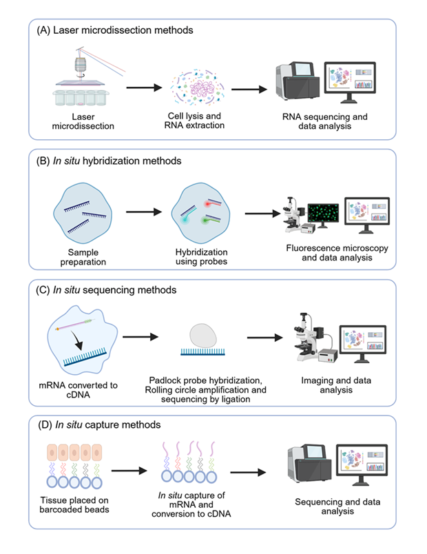 Figura 3: Princípios básicos de funcionamento de várias tecnologias de transcriptômica espacial. Esquema criado usando Biorender.com 