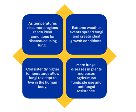 Figura 1: Cómo el cambio climático aumenta la carga de morbilidad de las infecciones fúngicas. Fuente: CAS. 