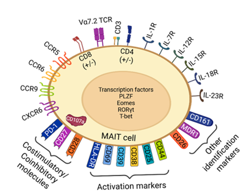 MAIT 细胞上已知的具有重要生物学意义的标记表示。