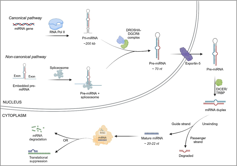 microRNA의 생합성과 작용 메커니즘.