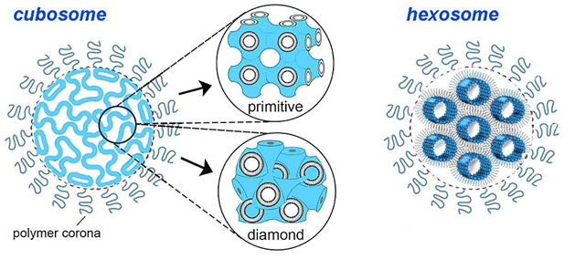 脂質が二連続二重層立方相（プリミティブ型またはダイヤモンド型）にある立方体ナノ粒子（左）と、逆六方晶相に脂質があるヘキソソームナノ粒子（右）の概略図。