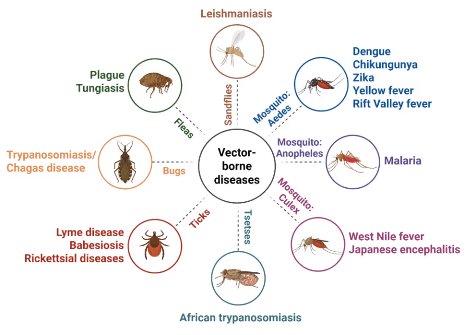 Figure 1: Illustrated diagram showing major vector-borne diseases and the arthropod vectors that transmit them, including mosquitoes, ticks, flies, and fleas. Diseases depicted include malaria, dengue, chikungunya, Lyme disease, and others. Created using BioRender.com.