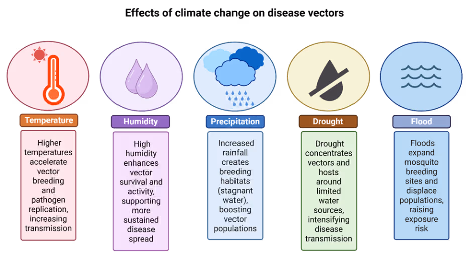 Figure 5: Illustrated diagram showing how climatic factors, including temperature, precipitation, humidity, and extreme weather events, influence vector biology and the transmission of vector-borne diseases.