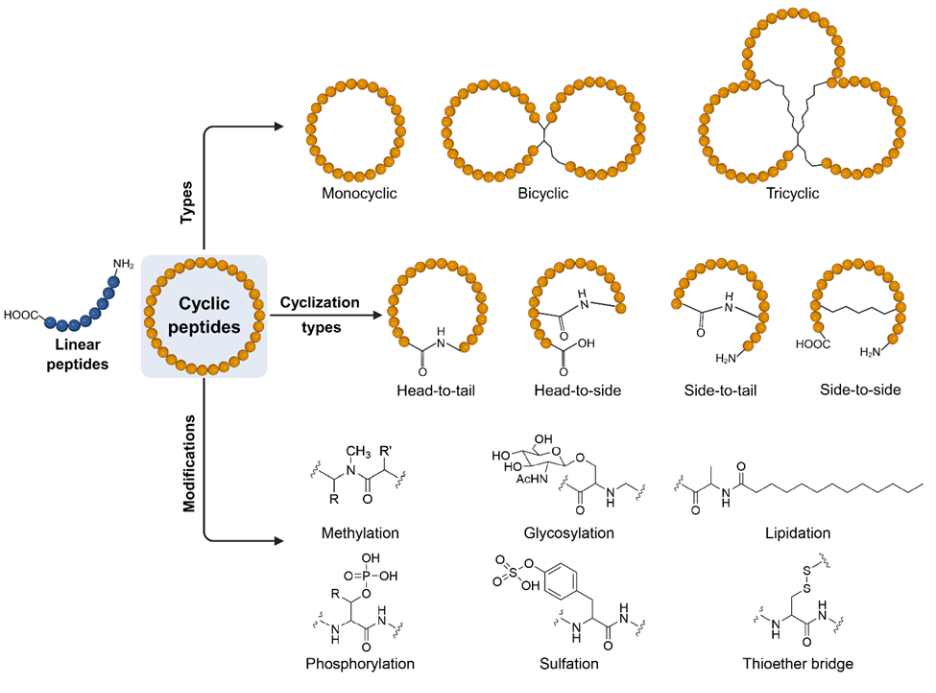 Figure 4: Schematic diagram illustrating the types of cyclic peptides, their cyclization strategies, and common chemical modifications. Panels depict head-to-tail, head-to-side, side-to-tail, and side-to-side cyclization orientations, along with representative structural examples and modification sites such as disulfide bonds and N-methylation.
