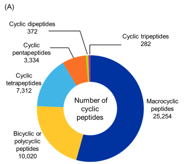 Figure 5A: Donut chart showing the distribution of identified cyclic peptides by type. Macrocyclic peptides account for more than half of all identified compounds. Bicyclic and polycyclic structures represent the next largest share. Cyclic dipeptides and tripeptides are least common.