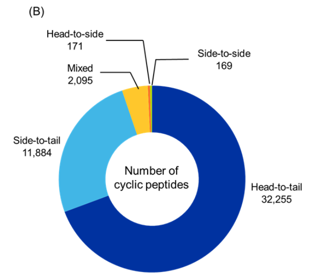 Figure 5B: Donut chart showing distribution of identified cyclic peptides by cyclization type. Head-to-tail cyclization is dominant, accounting for nearly two-thirds of the dataset. Side-to-tail and mixed cyclizations represent smaller shares. Head-to-side and side-to-side cyclizations are least prevalent.A blue circle with yellow center
