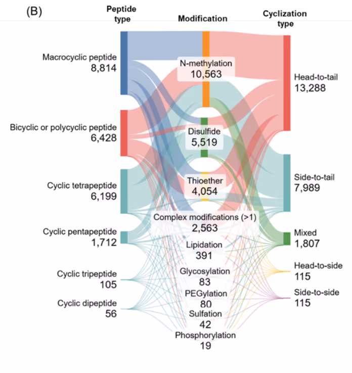 Figure 6B: Sankey diagram showing co-occurrence of chemical modifications and cyclization bonds with peptide type. Macrocyclic and bicyclic or polycyclic peptides show the broadest and most diverse range of modifications. Smaller cyclic peptides, such as dipeptides and tripeptides, show fewer modifications overall, suggesting structural complexity correlates with greater opportunities for functional tailoring.