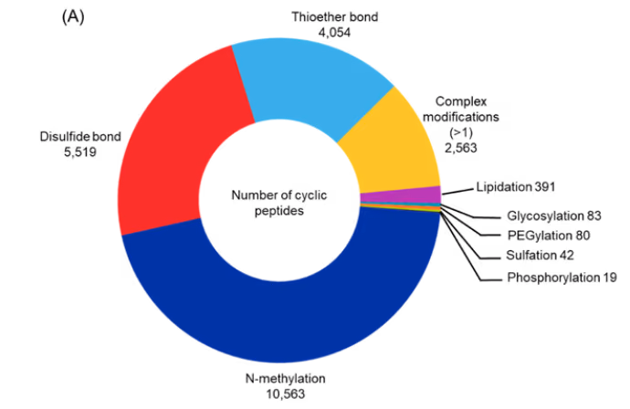 Figure 6A: Donut chart showing distribution of cyclic peptides with specified chemical modifications or cyclization bonds. Disulfide bonds are most common, followed by thioether linkages. Among chemical modifications, N-methylation is most prevalent, followed by complex (multi-modification) and lipidation categories. Glycosylation, PEGylation, sulfation, and phosphorylation are comparatively rare.