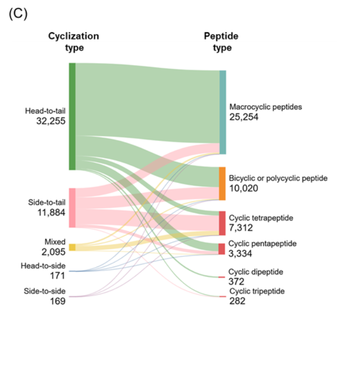 Figure 5C: Sankey diagram showing co-occurrence between peptide type and cyclization strategy. Most head-to-tail cyclized peptides form macrocyclic architectures. Side-to-tail and mixed cyclizations contribute more diversely to bicyclic and polycyclic structures, as well as smaller ring sizes such as tetrapeptides and pentapeptides.
