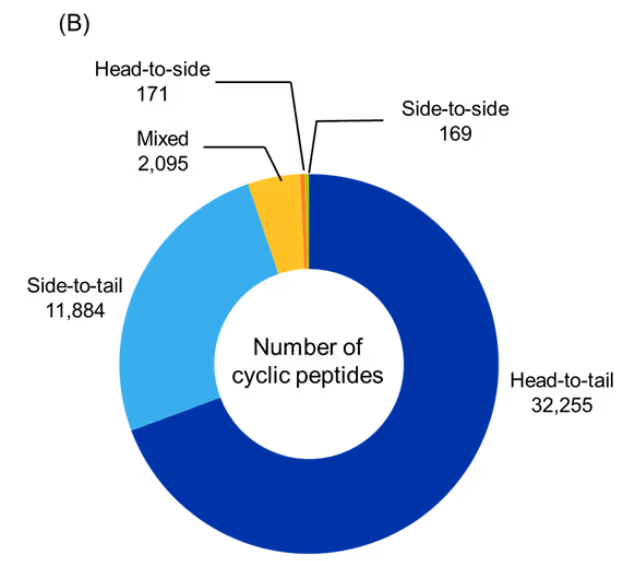 Figure 5B: Donut chart showing distribution of identified cyclic peptides by cyclization type. Head-to-tail cyclization is dominant, accounting for nearly two-thirds of the dataset. Side-to-tail and mixed cyclizations represent smaller shares. Head-to-side and side-to-side cyclizations are least prevalent.A blue circle with yellow center