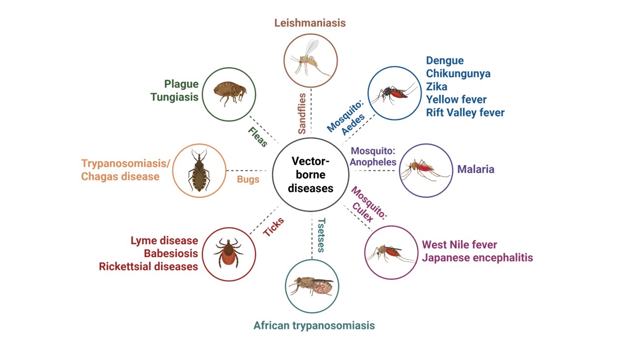 Figure 1: Illustrated diagram showing major vector-borne diseases and the arthropod vectors that transmit them, including mosquitoes, ticks, flies, and fleas. Diseases depicted include malaria, dengue, chikungunya, Lyme disease, and others. Created using BioRender.com.