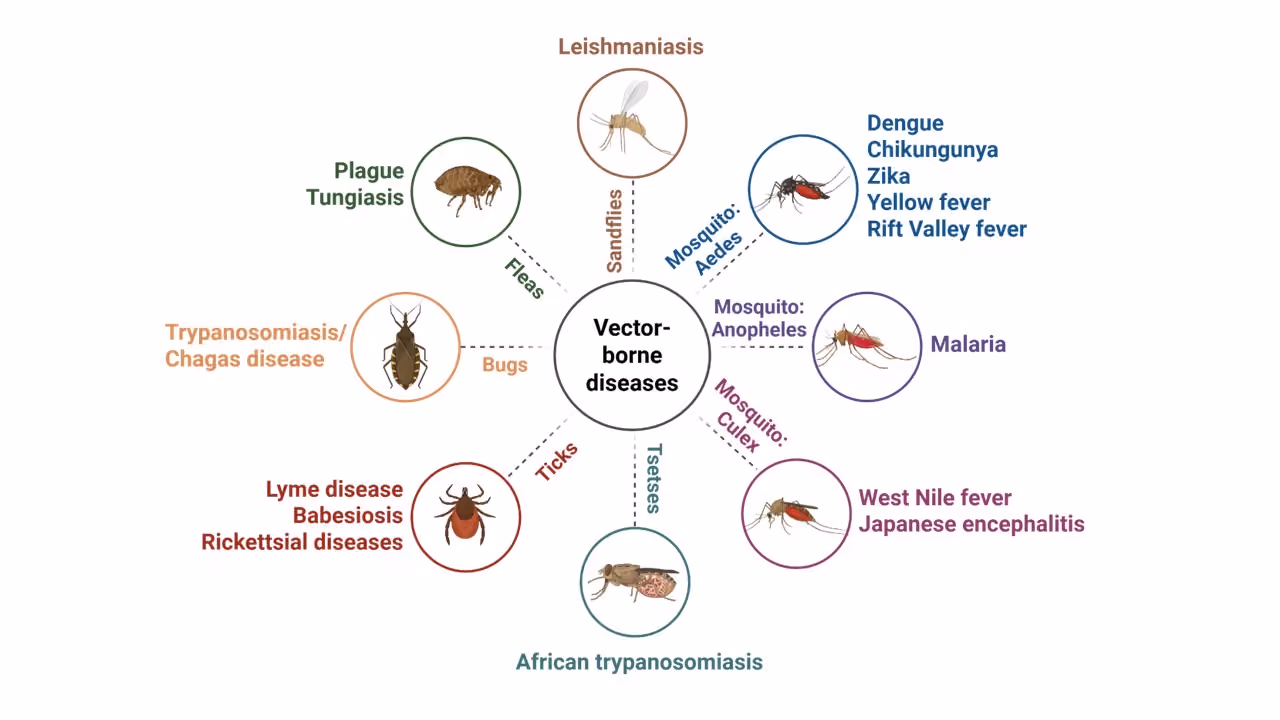 Figure 1: Illustrated diagram showing major vector-borne diseases and the arthropod vectors that transmit them, including mosquitoes, ticks, flies, and fleas. Diseases depicted include malaria, dengue, chikungunya, Lyme disease, and others. Created using BioRender.com.