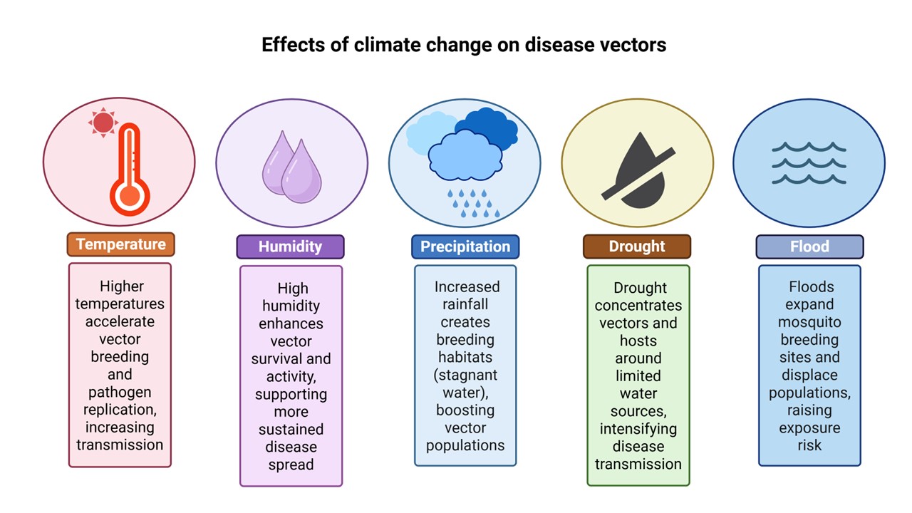 Figure 5: Illustrated diagram showing how climatic factors, including temperature, precipitation, humidity, and extreme weather events, influence vector biology and the transmission of vector-borne diseases.