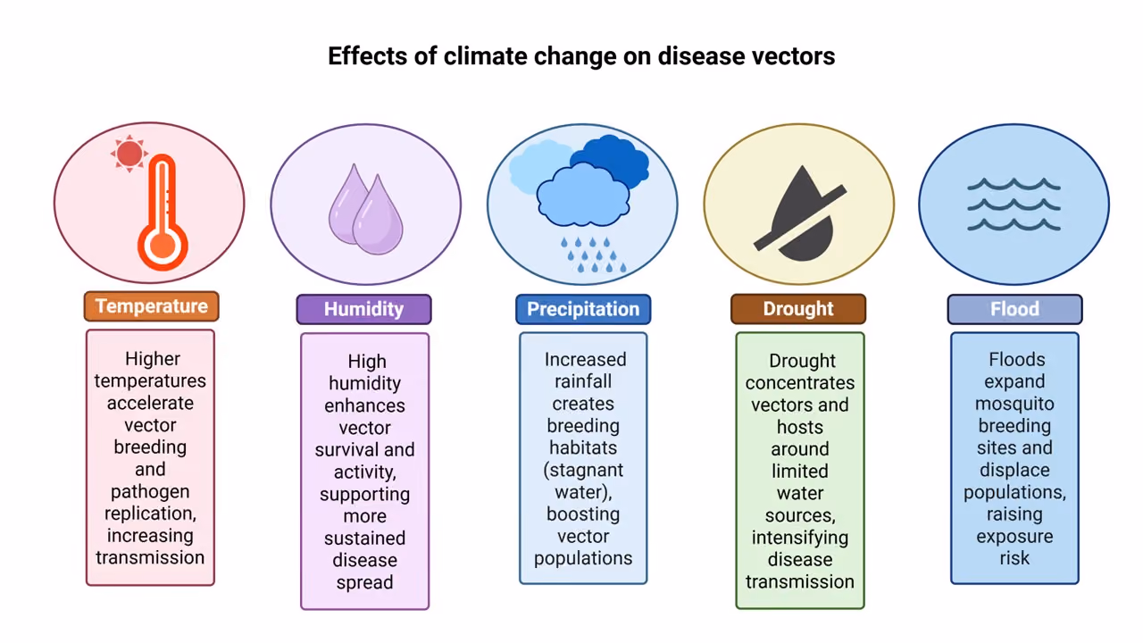 Figure 5: Illustrated diagram showing how climatic factors, including temperature, precipitation, humidity, and extreme weather events, influence vector biology and the transmission of vector-borne diseases.