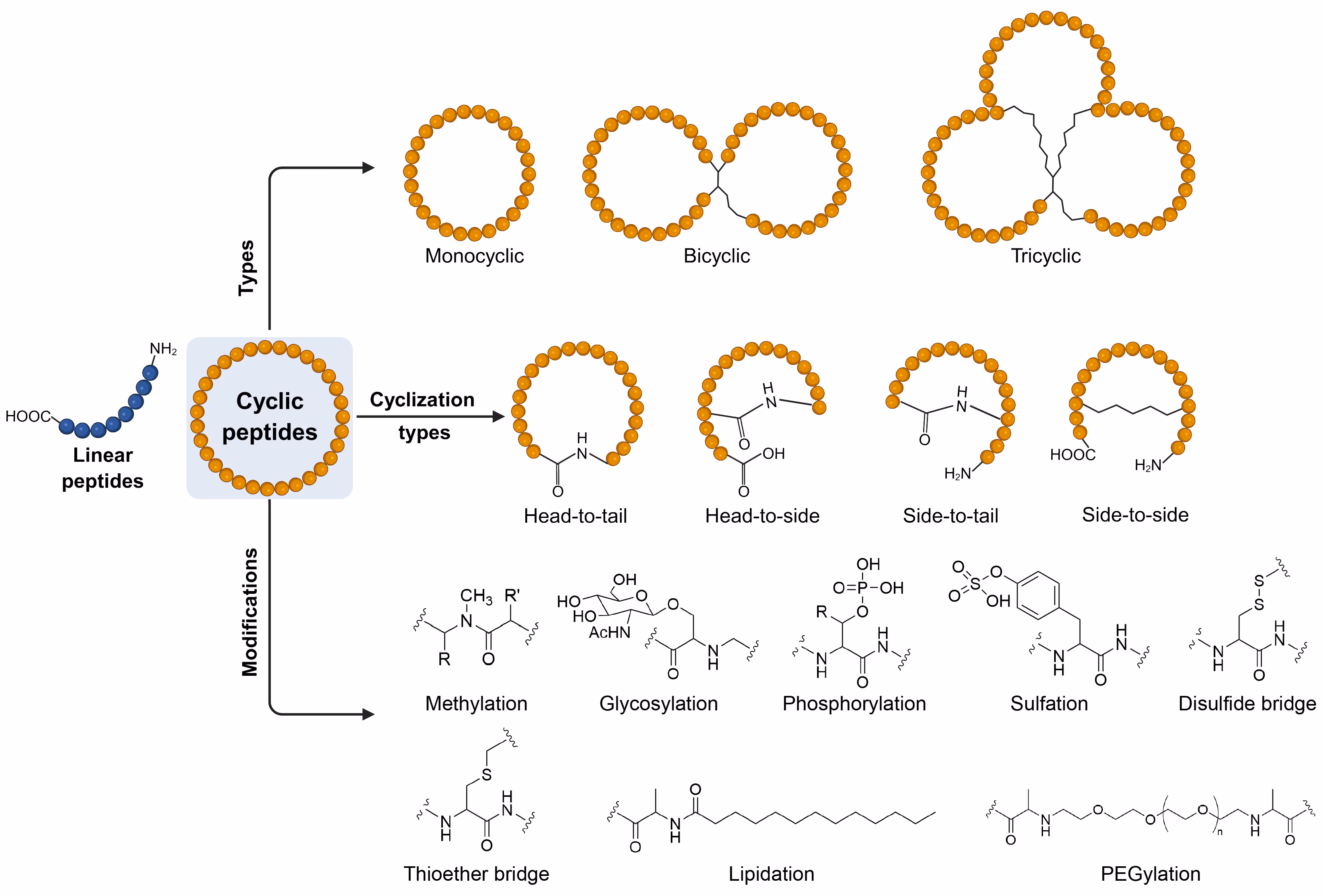 Figure 4: Schematic diagram illustrating the types of cyclic peptides, their cyclization strategies, and common chemical modifications. Panels depict head-to-tail, head-to-side, side-to-tail, and side-to-side cyclization orientations, along with representative structural examples and modification sites such as disulfide bonds and N-methylation.