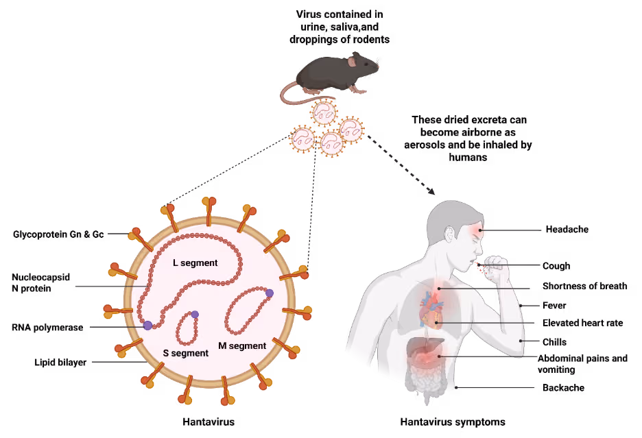 Figure 1. Illustration showing the structure of a hantavirus particle, the rodent transmission pathway, and clinical symptoms. The virus particle is shown as a spherical lipid-enveloped structure with Glycoprotein Gn and Gc spikes on its surface, internal RNA polymerase, nucleocapsid N protein, and three RNA segments labeled L, M, and S. A rodent at top releases viral particles in urine, saliva, and droppings, which dry, become aerosolized, and are inhaled by humans. A human figure on the right shows symptom locations: headache, cough, shortness of breath, fever, elevated heart rate, chills, abdominal pain and vomiting, and backache.