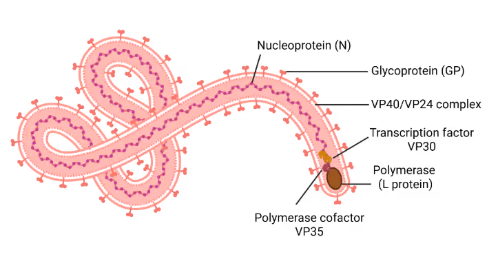 Figure 1: Schematic diagram of the Ebola virus virion, showing its characteristic elongated filamentous structure. The illustration identifies key structural components including the lipid envelope, surface glycoprotein spikes, and internal nucleocapsid containing the RNA genome.