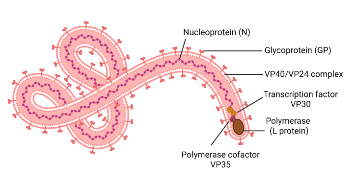 Figure 1: Schematic diagram of the Ebola virus virion, showing its characteristic elongated filamentous structure. The illustration identifies key structural components including the lipid envelope, surface glycoprotein spikes, and internal nucleocapsid containing the RNA genome.