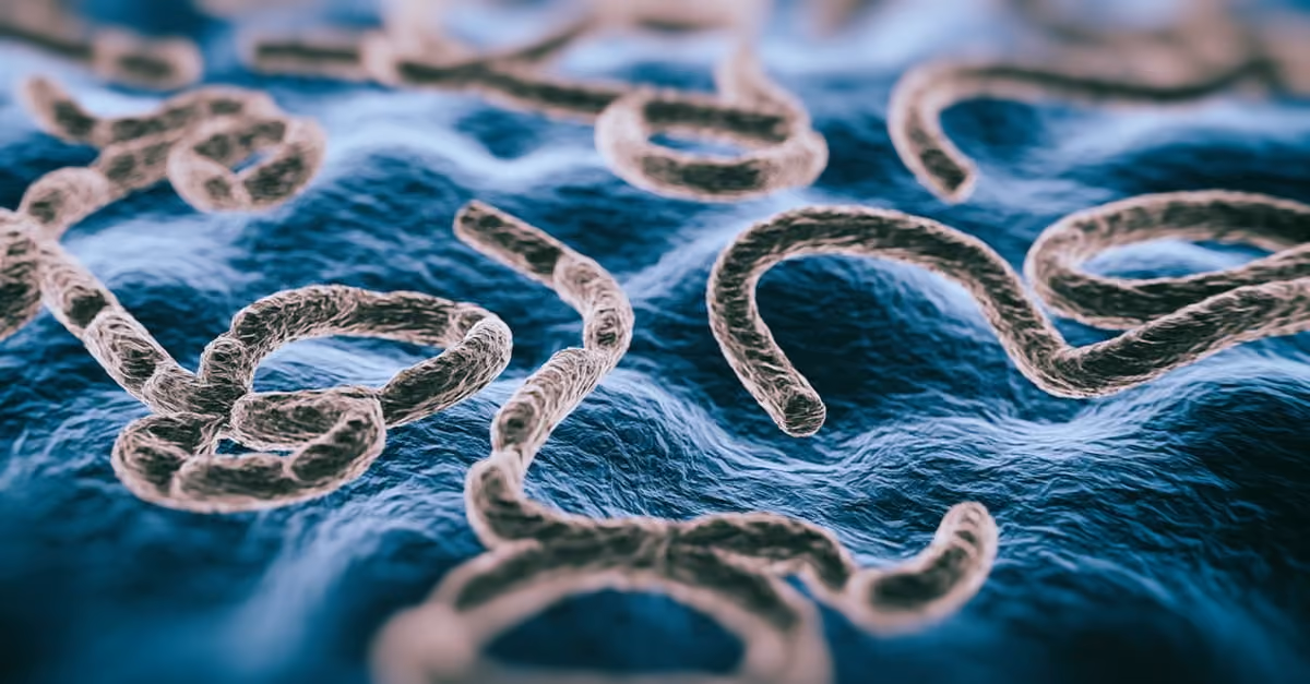 Close-up of several Ebola virus particles with detailed texture on a blue surface.