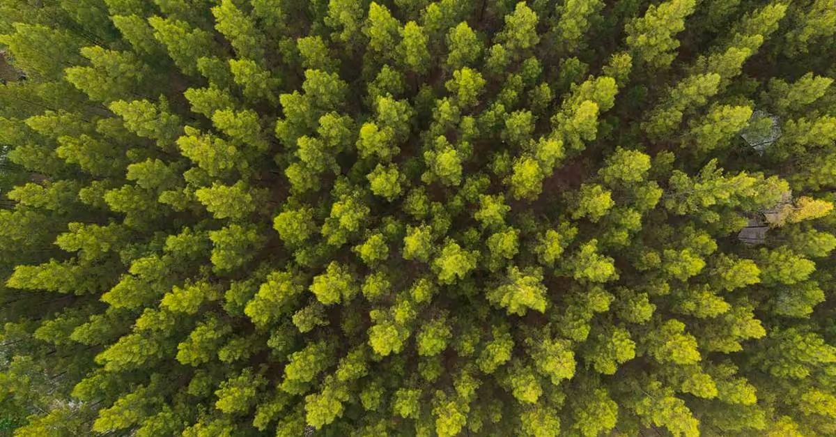 Overhead view of a dense forest with green tree canopies tightly packed together.