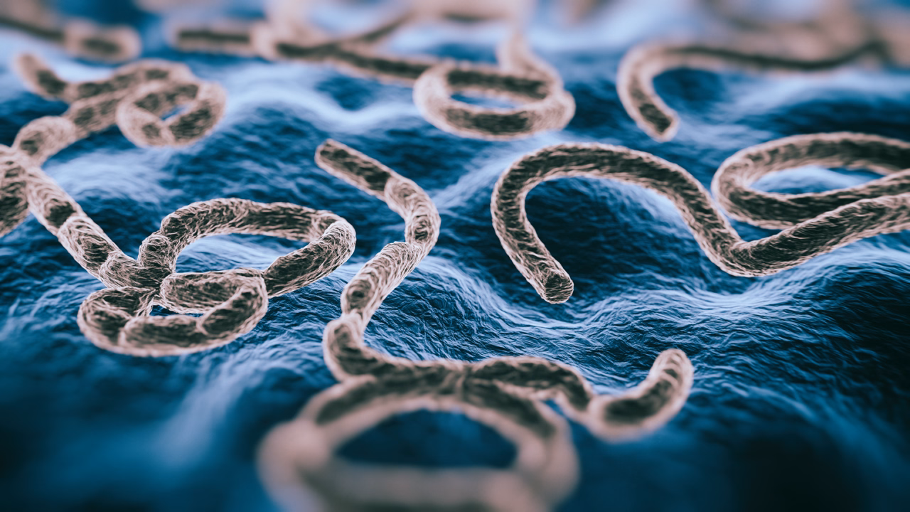 Research into new Ebola outbreak in May 2026 includes potential vaccines and therapeutics.