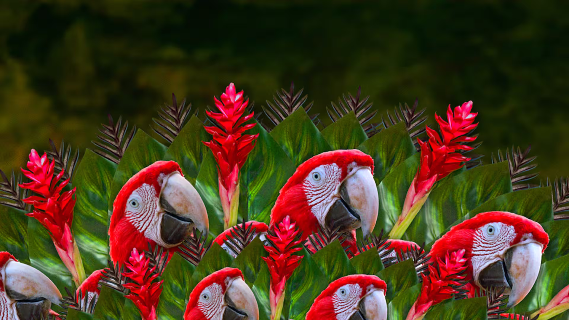 Macaws at Rythmia, from the Plant Medicine documentary