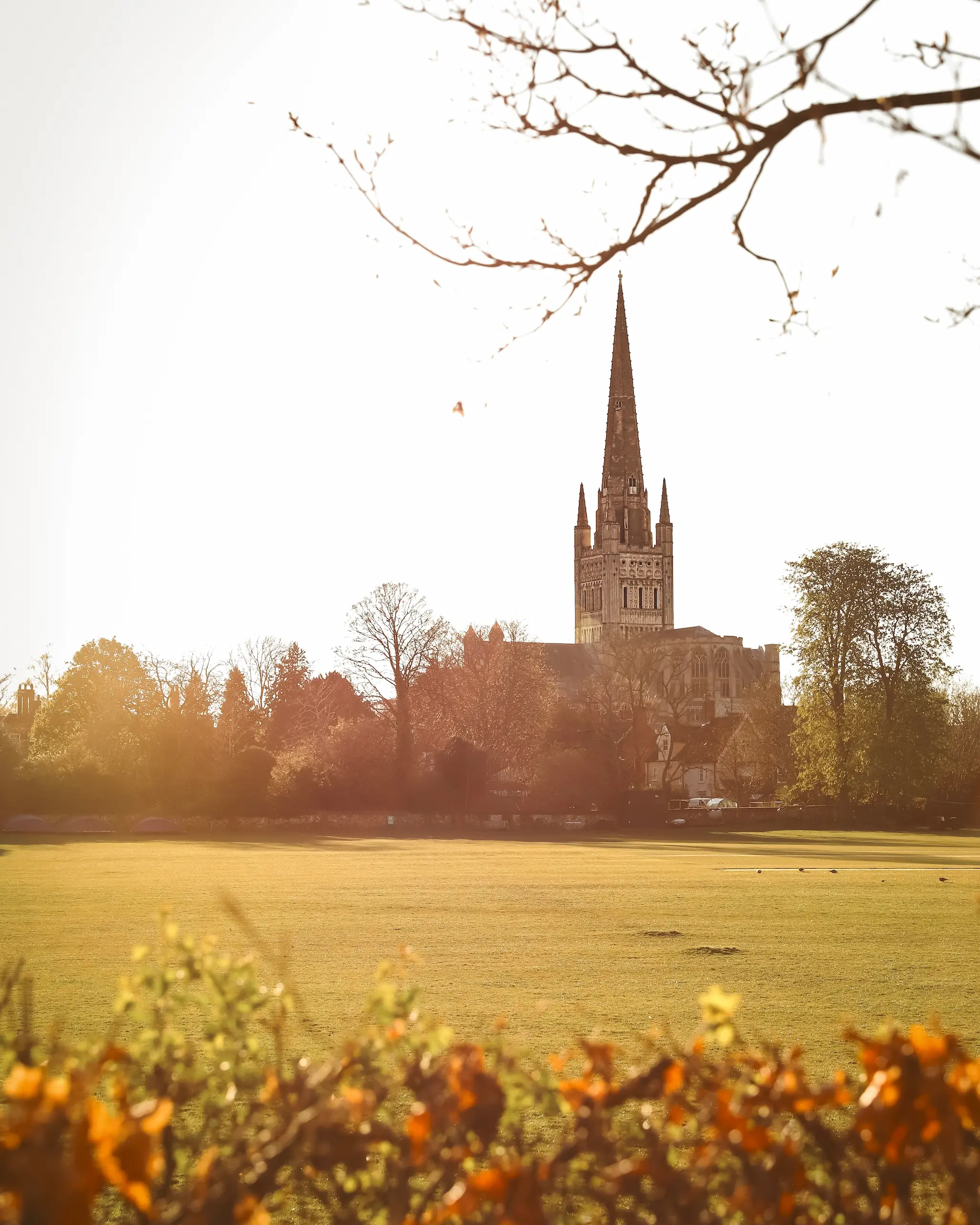 Norwich Cathedral spire rising above trees, viewed across a grassy field in warm autumn light.