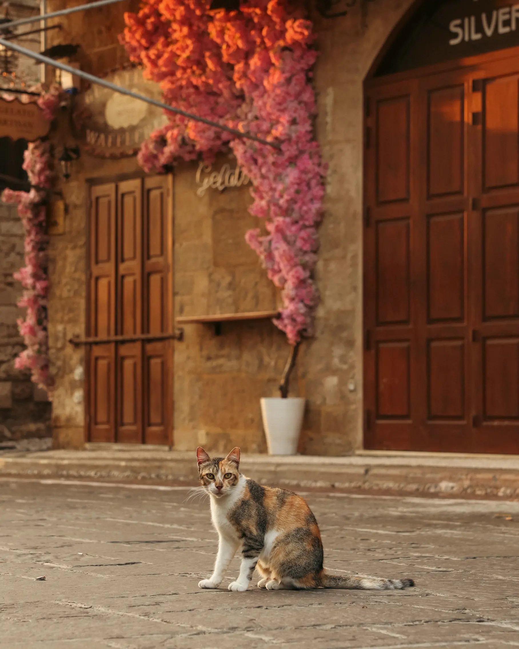 Calico cat sitting on a cobbled street in Rhodes Old Town, with stone buildings and pink flowers in the background.