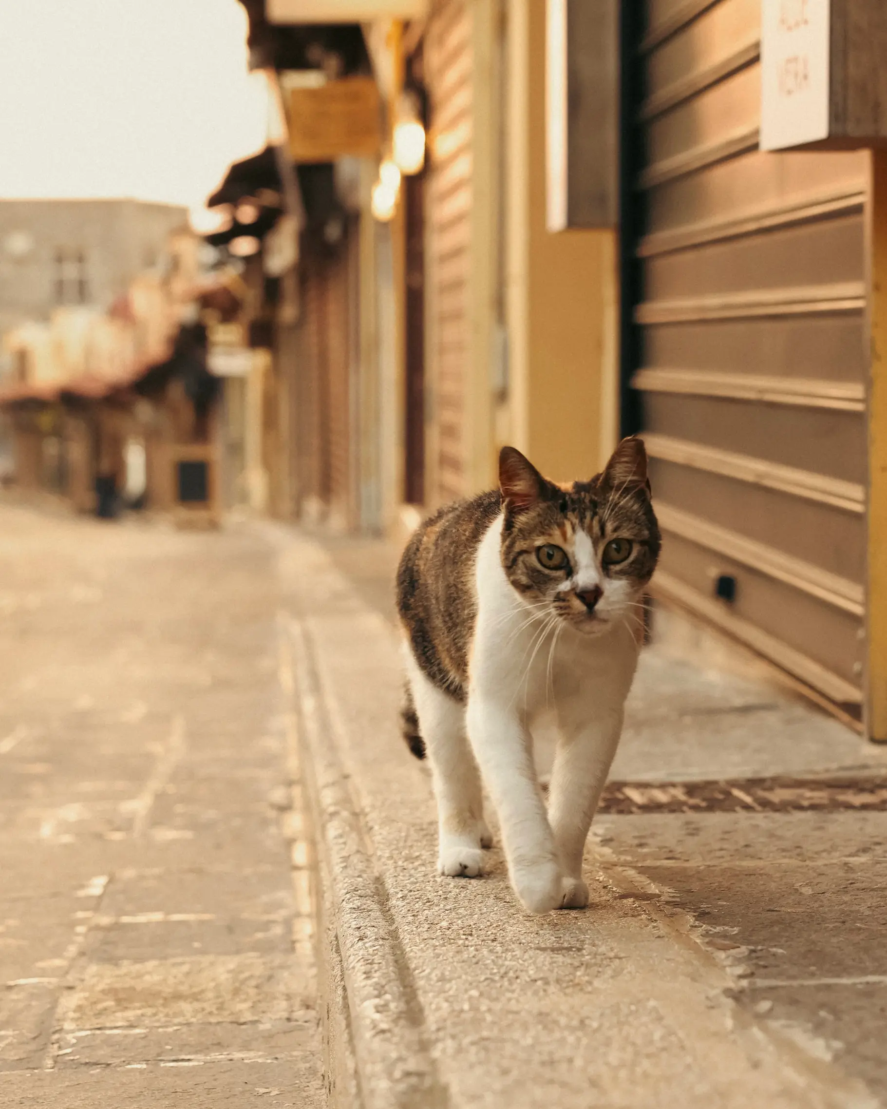 Cat walking along a quiet street in Rhodes Old Town in the early morning light.