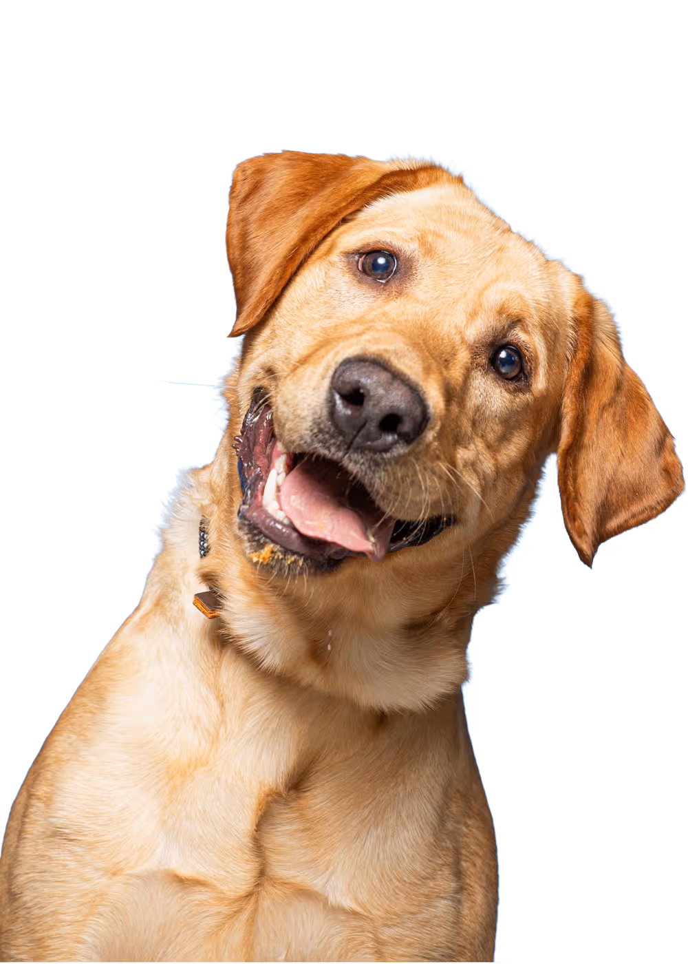 Happy golden retriever with head tilted against a blue background.