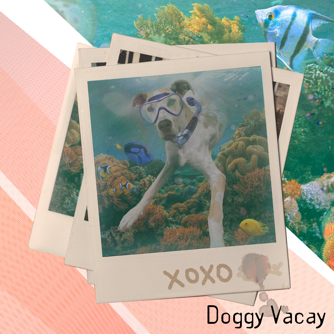 Doggy sending love from vacation
