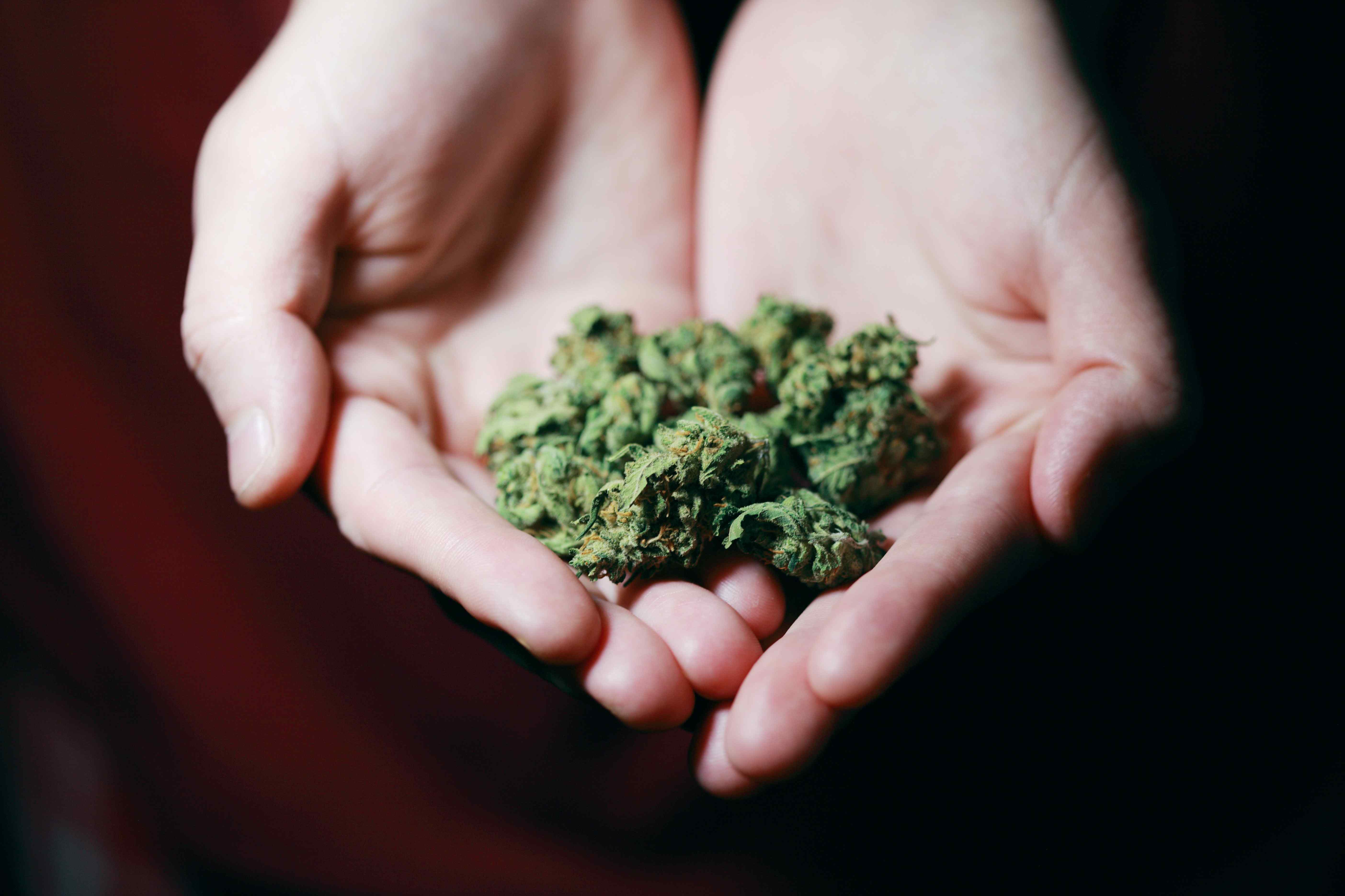 95 Marijuana Addiction Statistics & Facts