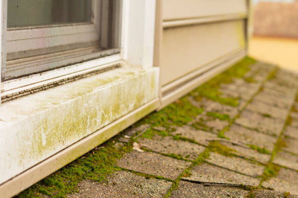 Mold And Addiction's Strange Connection