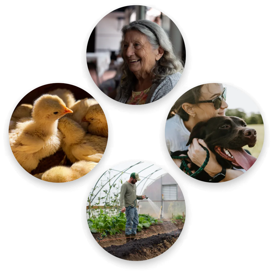 Collage of a farmer, ducklings, a dog and a grower in a greenhouse