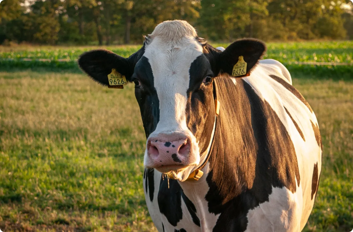 cow
