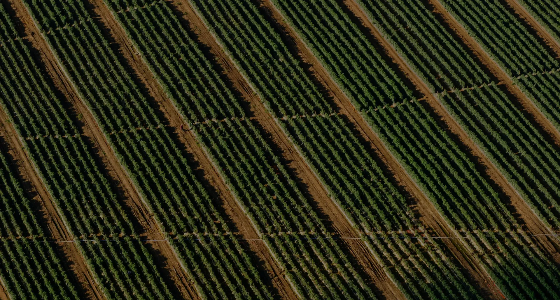 Aerial view of crop rows