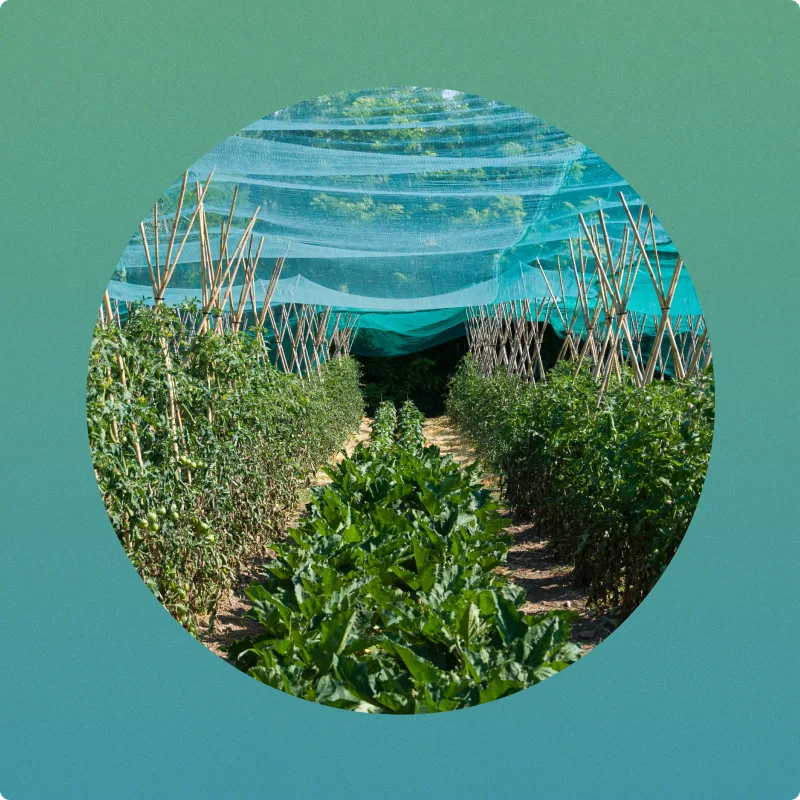 Crops growing in a field