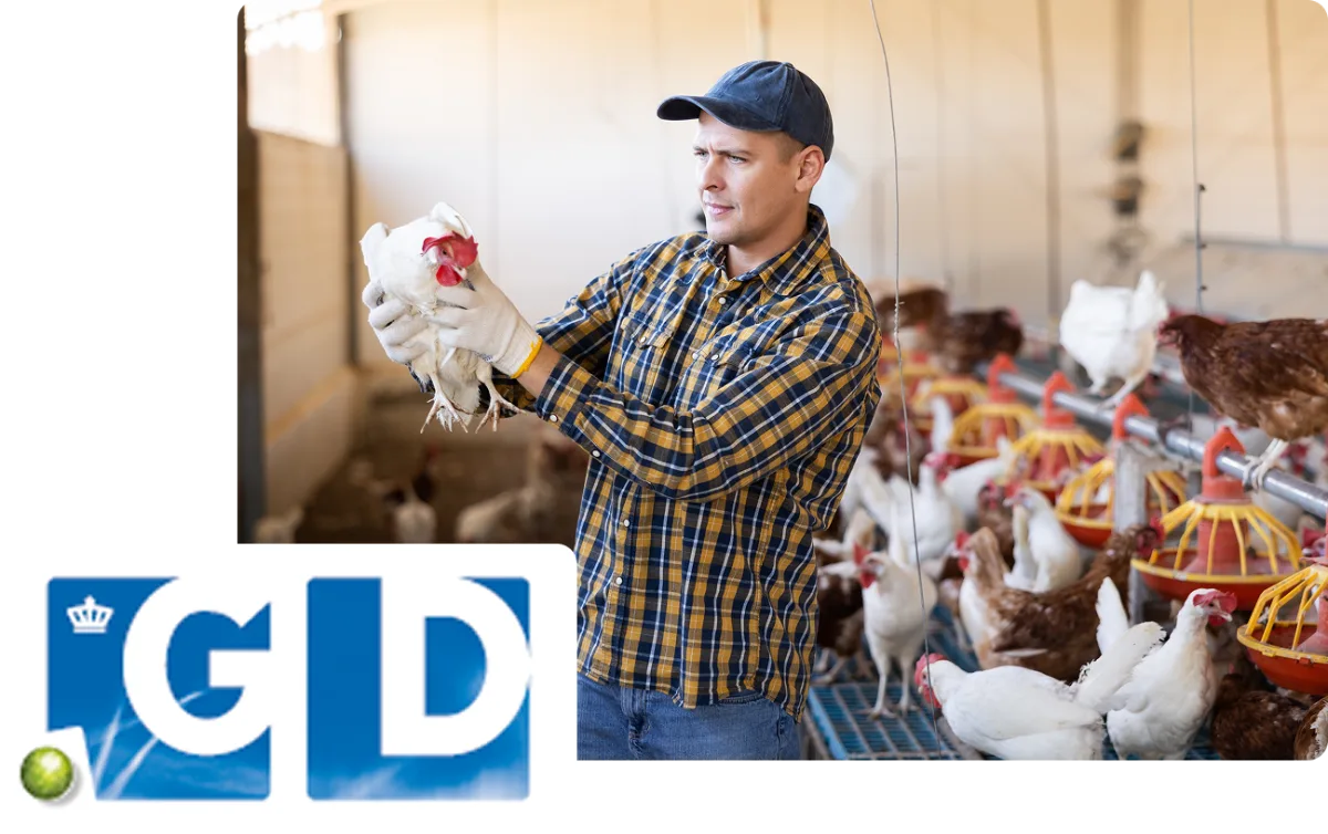 Poultry farmer holding a chicken in a barn, with the GD Animal Health logo