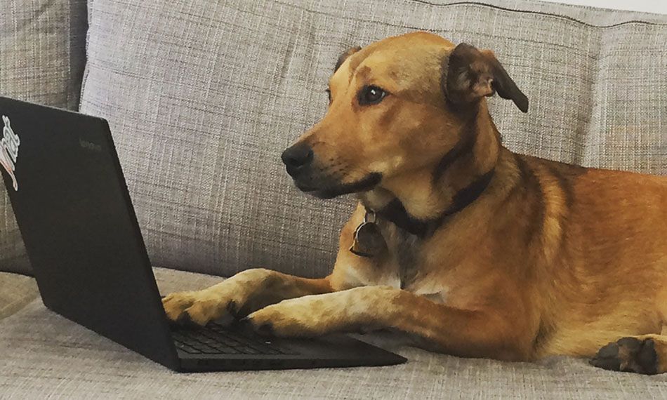 Coding Dog After Effects Updates.jpg