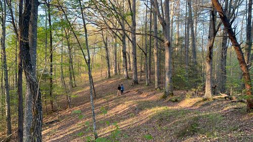 Walking in the woods