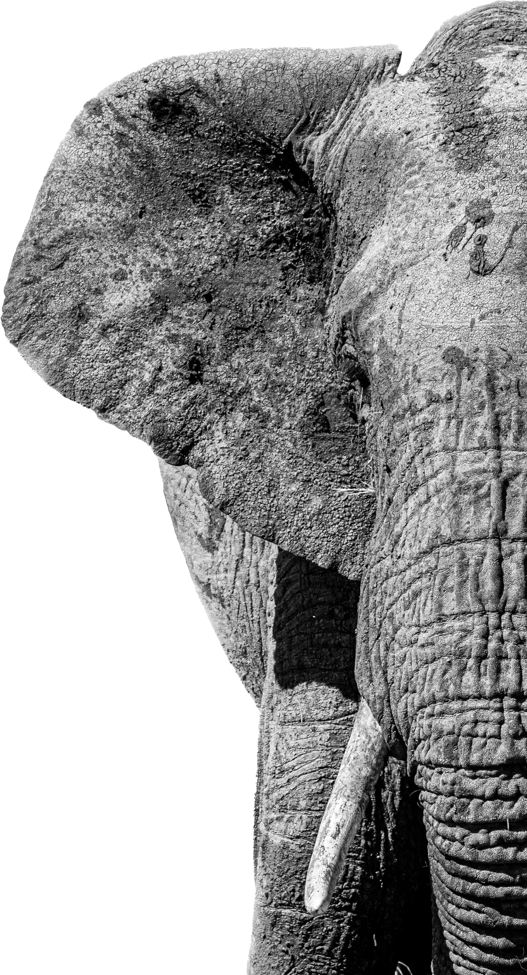 A large African elephant