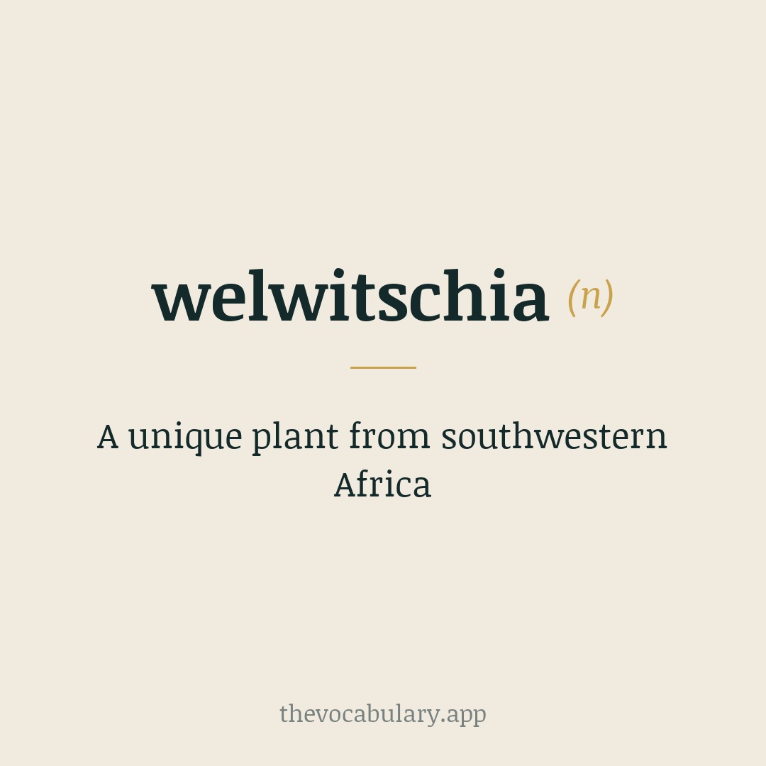 A unique plant from southwestern Africa — Borrowed from New Latin Welwitschia, named after Friedrich Welwitsch (Austrian botanist) with suffix -ia.